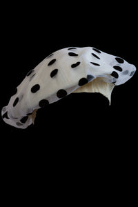Creme Dottie